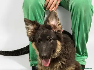 German Shepherd dogs Beautiful kc german shepherd babies - Advert 9