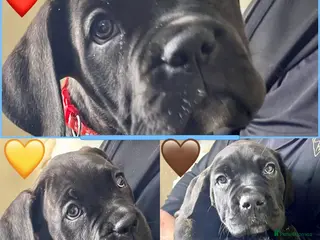 Cane Corso dogs Cane Corso Puppies Full pedigree - Advert 5