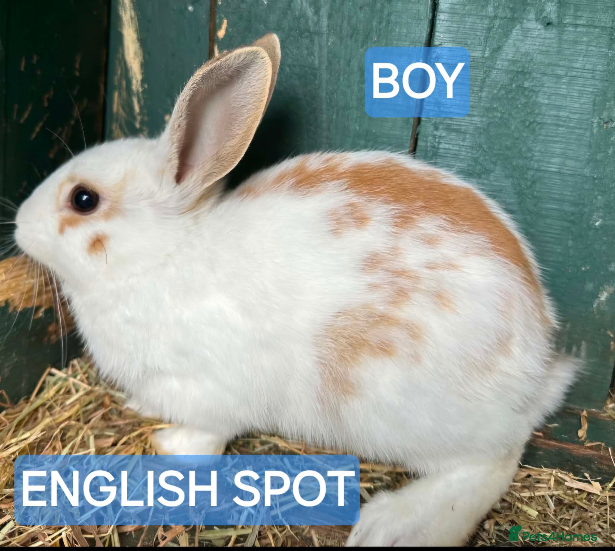 English Spot rabbits Only one baby left English spot boy  - Advert 2