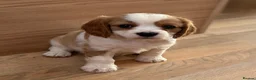 Cavalier King Charles Spaniel dogs for sale: Gorgeous Cavalier King Charles Puppies! - Advert 8