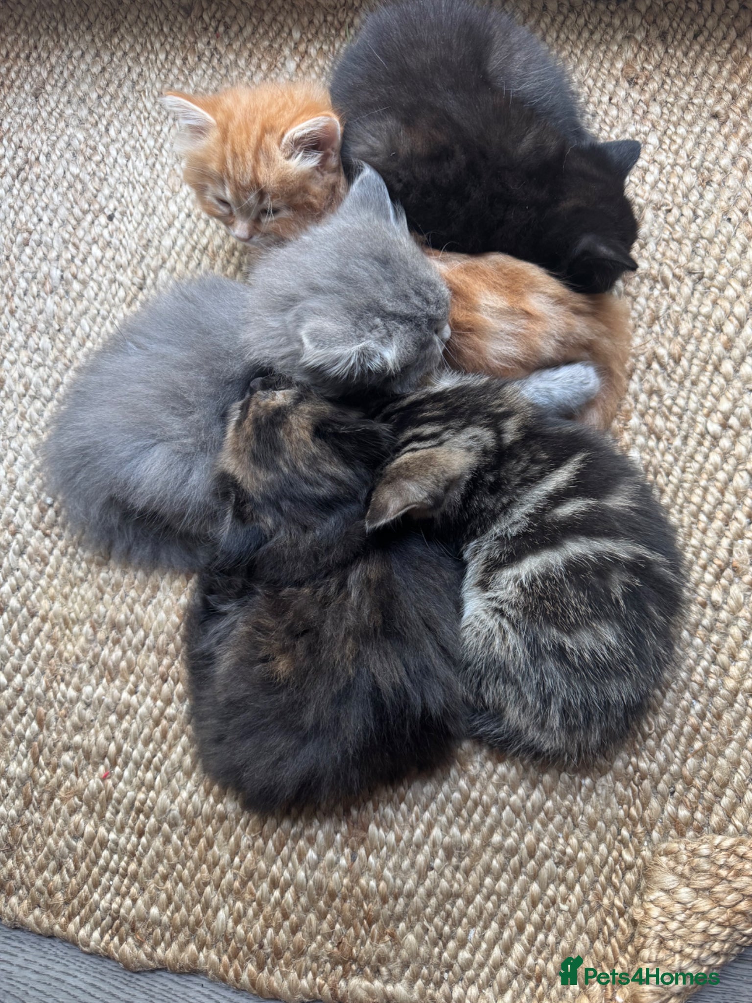 British Shorthair cats British shorthair mixed fluffy chunky kittens - Advert 1
