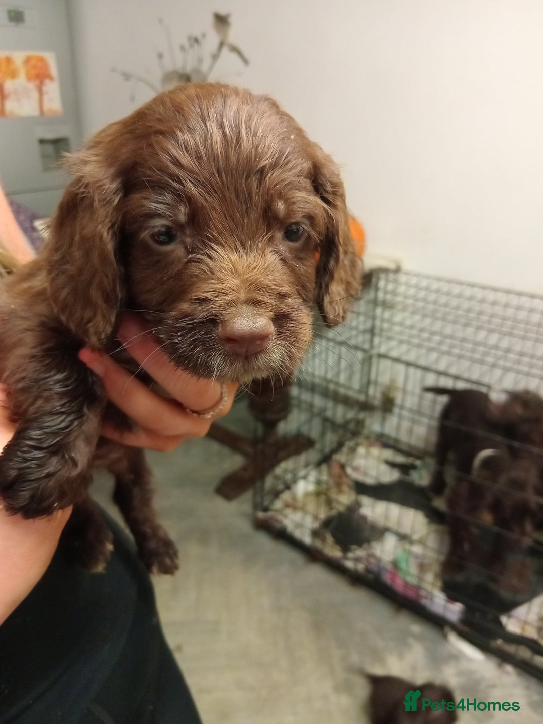 Cocker Spaniel dogs for sale: Cocker spaniel puppies  - Advert 2