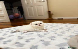 British Shorthair cats for sale: Pedigree British Shorthair kittens - Image 17