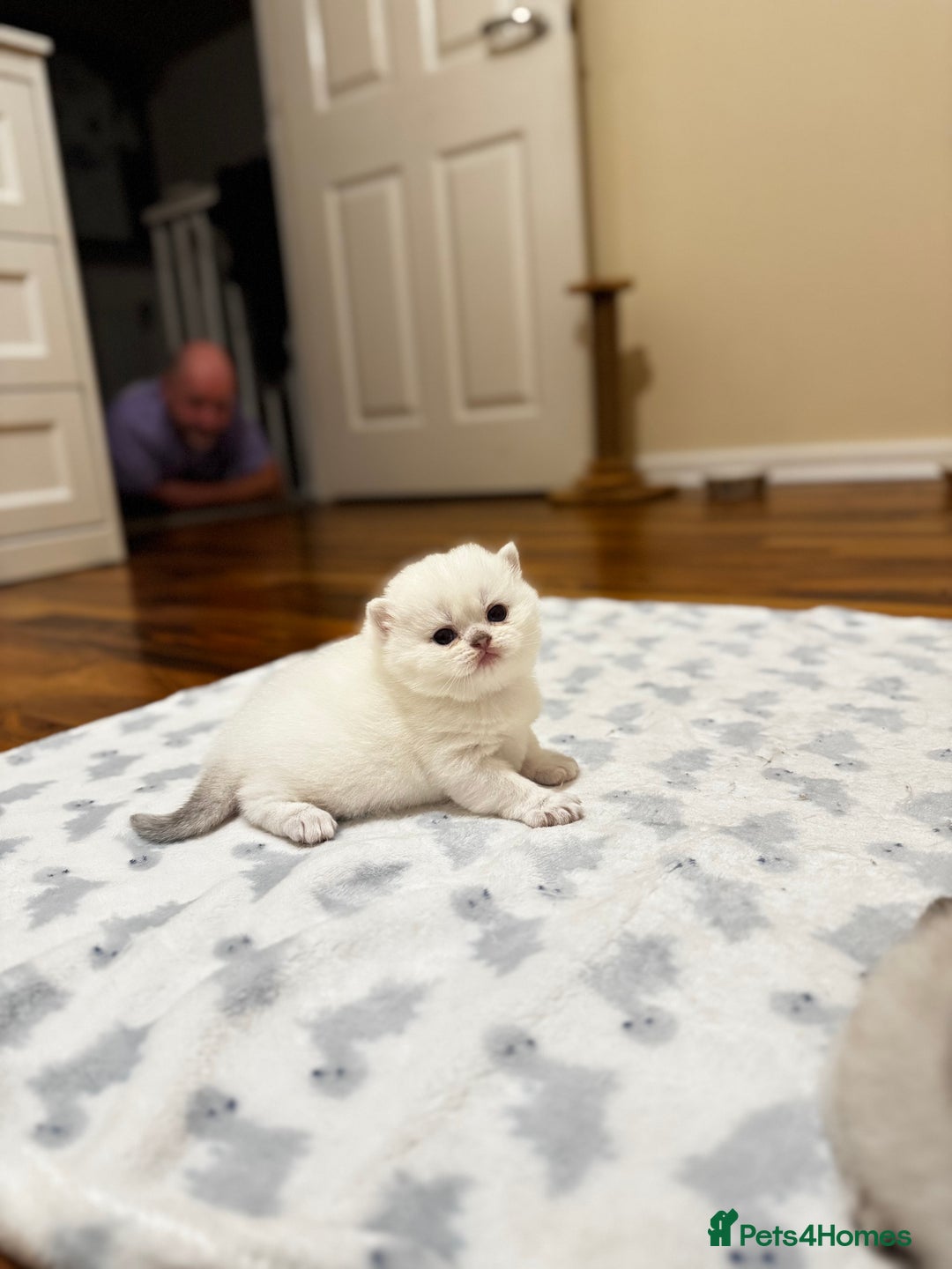 British Shorthair cats for sale: Pedigree British Shorthair kittens - Image 17