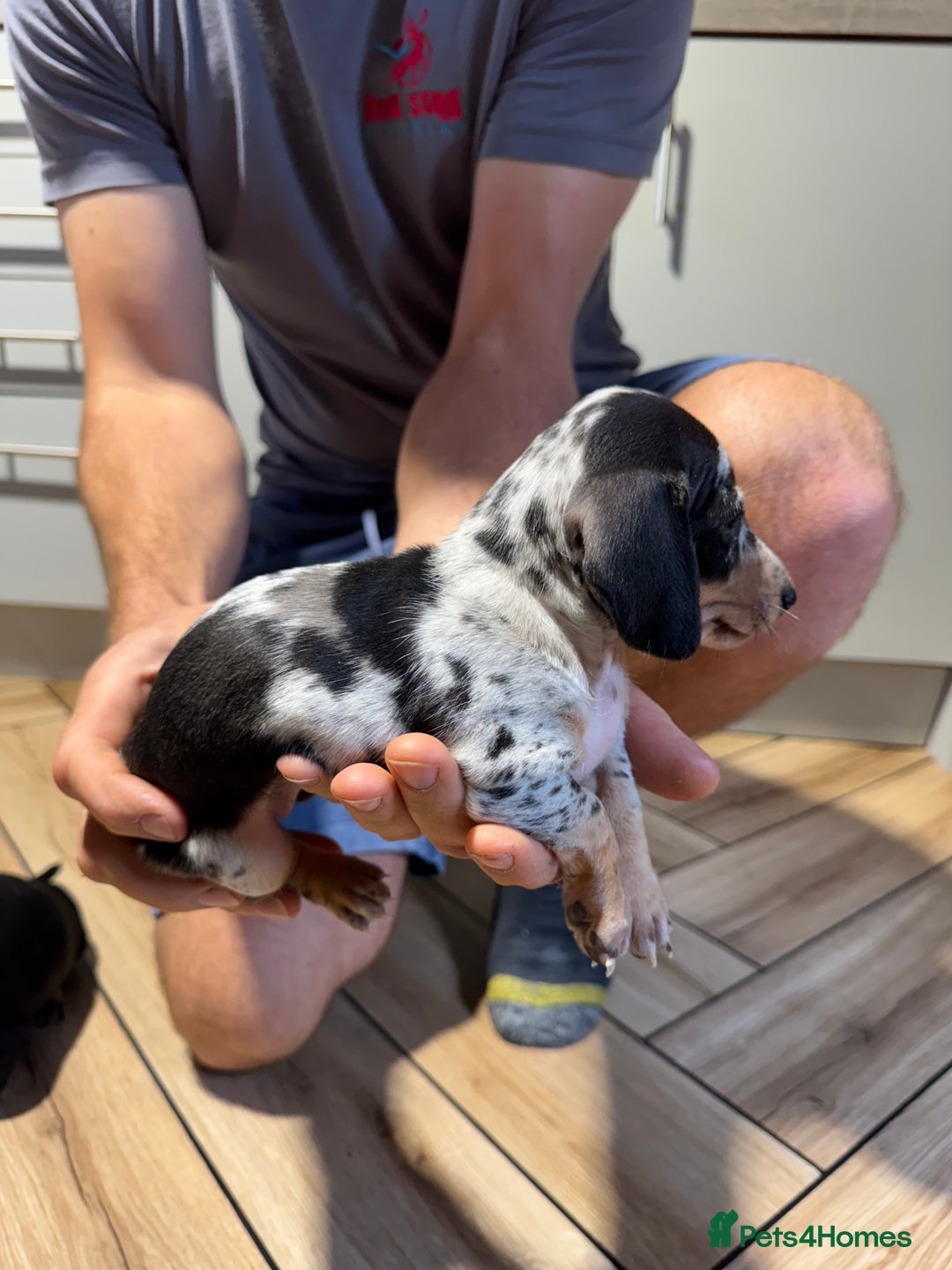 Miniature Dachshund dogs for sale: Outstanding litter of miniature Dachshund Puppies - Image 7