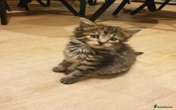 Mixed Breed cats for sale: Lovely tabby kitten  - Image 1