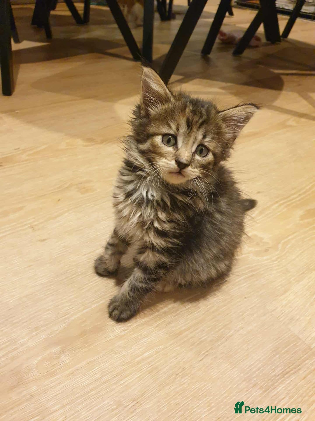 Mixed Breed cats for sale: Lovely tabby kitten  - Image 1