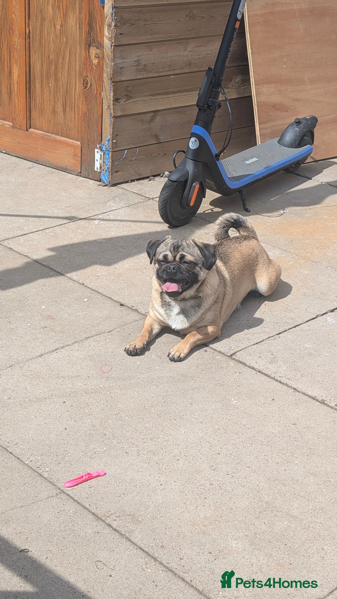Mixed Breed dogs for sale: Pugshire - Image 6