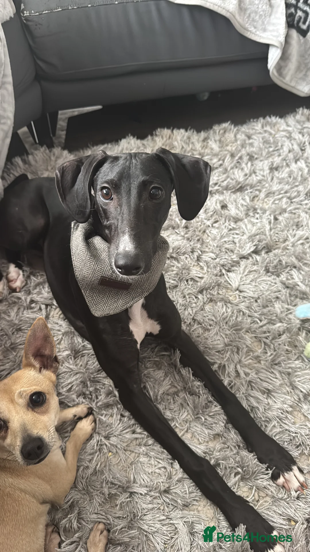 Mixed Breed dogs for sale: Beautiful whippet cross collie girl 1 year old  - Advert 2