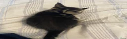 Maine Coon cats for sale: Maine coon kittens for sale  - Advert 16
