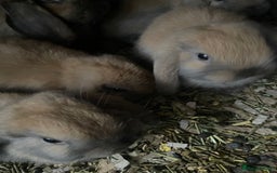 Mini Lop rabbits for sale: Pure bred minilop rabbits - Image 4