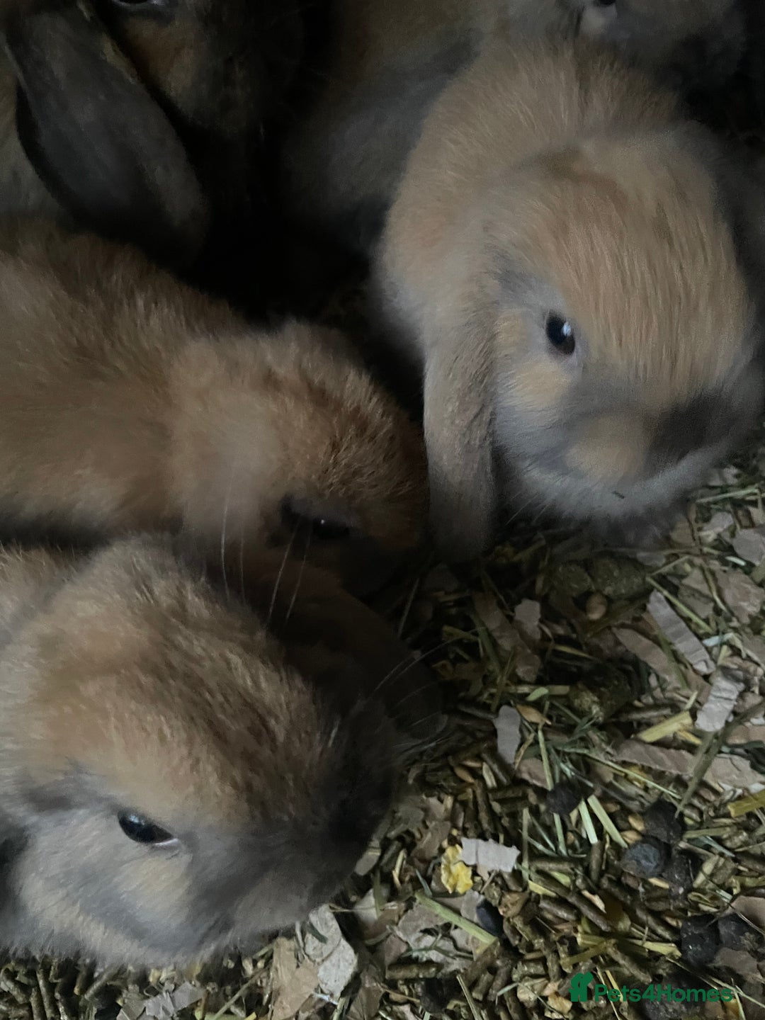 Mini Lop rabbits for sale: Pure bred minilop rabbits - Image 4