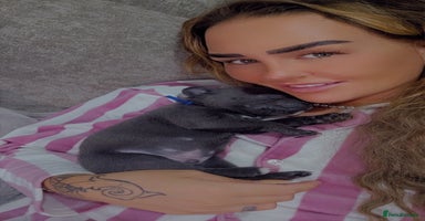 Staffordshire Bull Terrier dogs - Advert 13