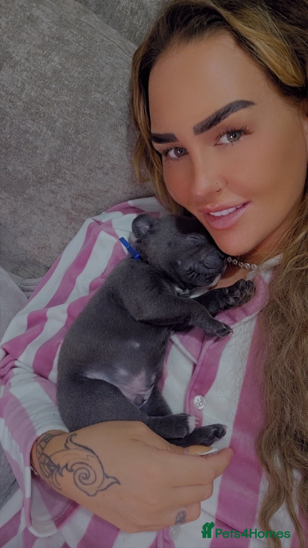 Staffordshire Bull Terrier dogs for sale: Staffordshire bull terrier  - Advert 2