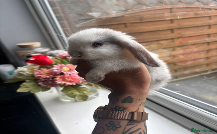 Mini Lop rabbits - Advert 13