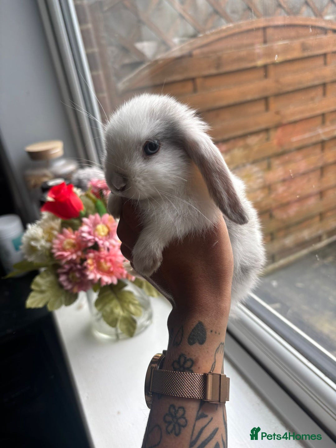 Mini Lop rabbits for sale: 2 white blue eyed mini lop bunnies  - Image 1