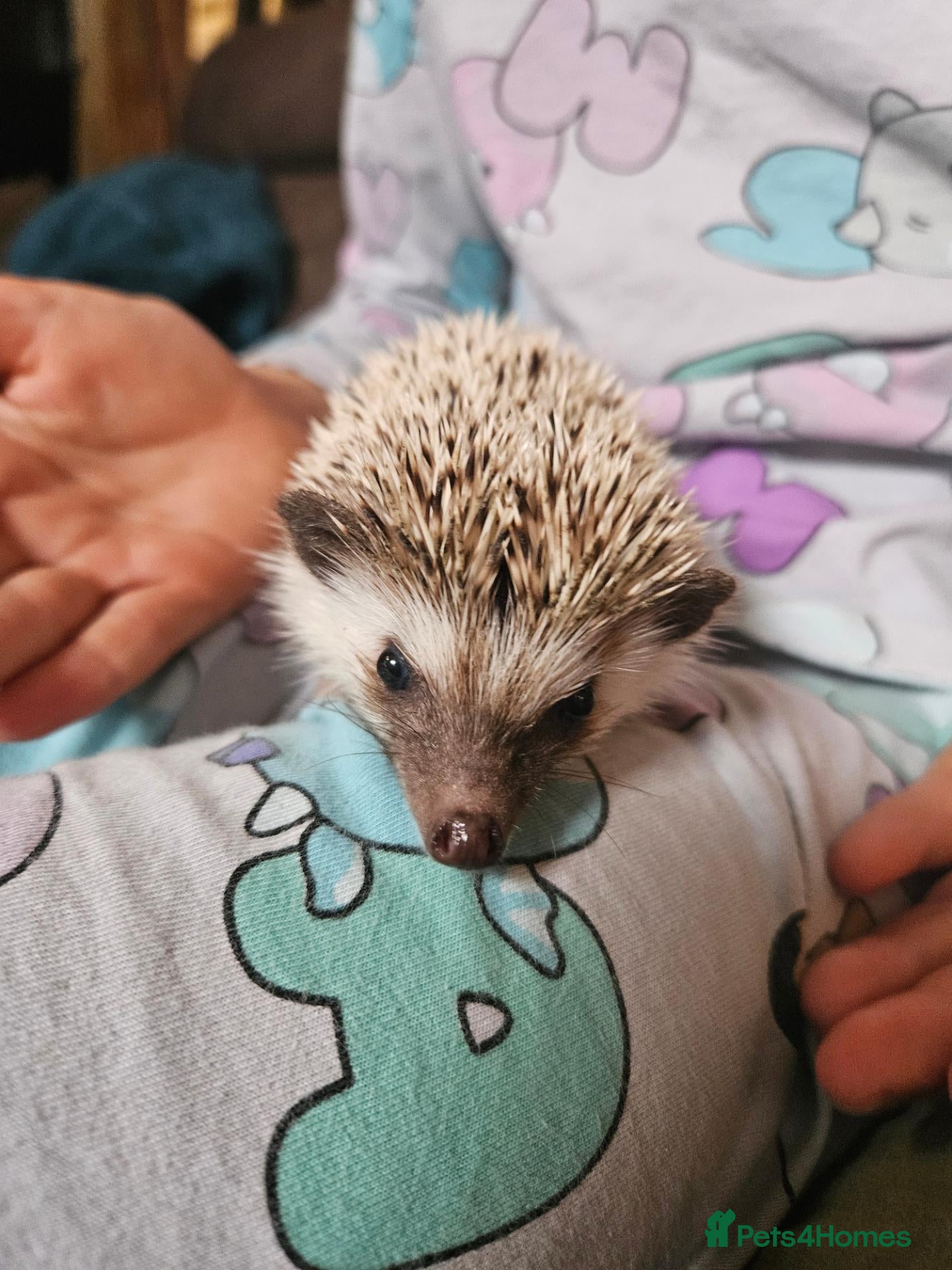 Pygmy Hedgehog rodents Female African pygmy hedgehog  - Advert 17