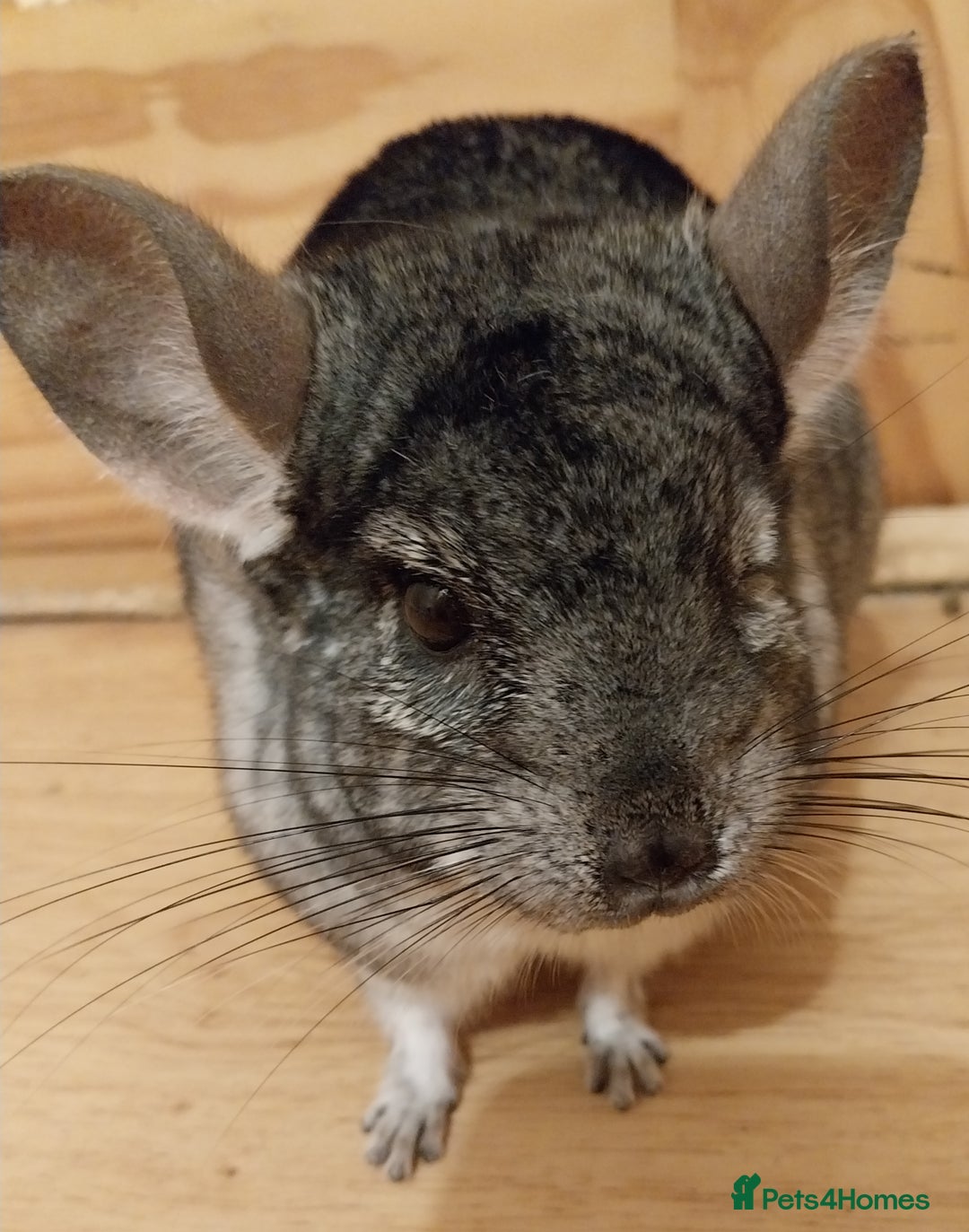 Chinchilla rodents for sale: Male chinchilla called Star - Advert 1