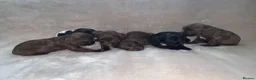 English Springer Spaniel dogs for sale:  Springer spaniel pups looking for forever homes in March - Advert 2