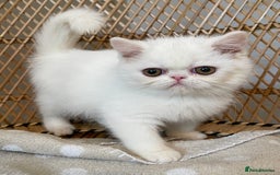 Exotic cats for sale: ❤️Stunning Exotic Shorthair & Longhair Kittens❤️  - Image 30