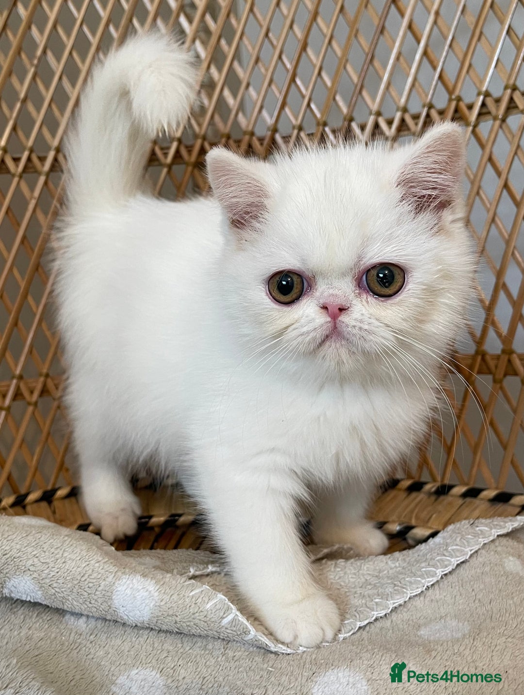 Exotic cats for sale: ❤️Stunning Exotic Shorthair & Longhair Kittens❤️  - Image 30