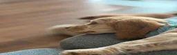 Cocker Spaniel dogs for sale: Cocker Spaniel  in Woking - Advert 8