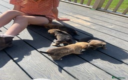 Mixed Breed dogs for sale: Corrier (Corgi X Border Terrier)  - Image 8