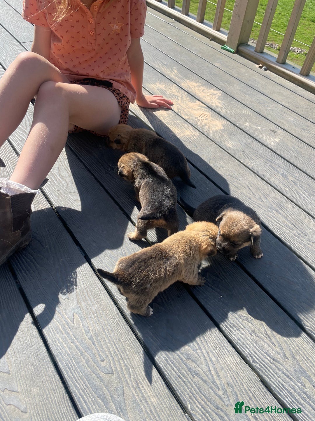 Mixed Breed dogs for sale: Corrier (Corgi X Border Terrier)  - Image 8