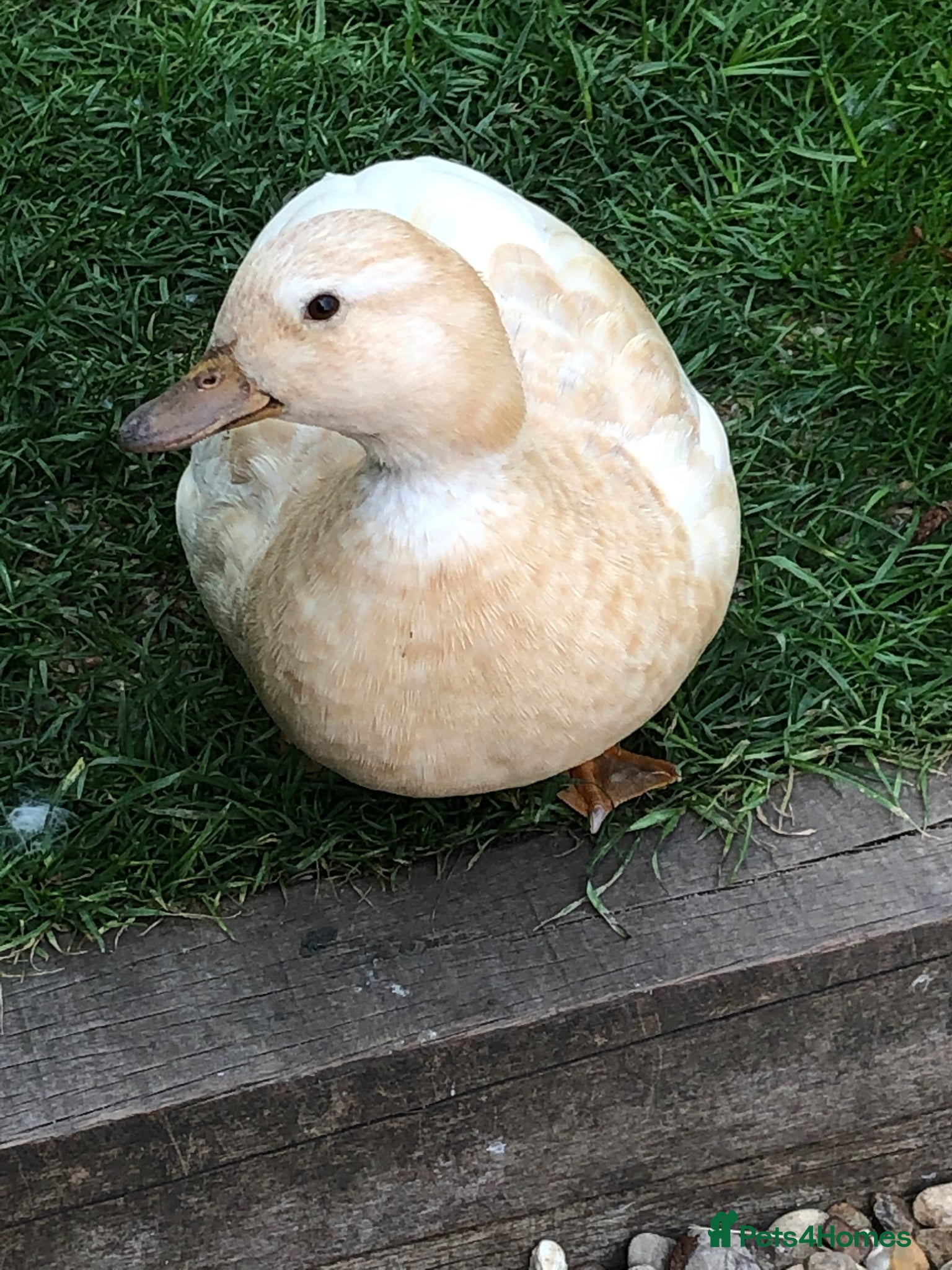 Ducks poultry Free Companion call duck female  - Advert 3