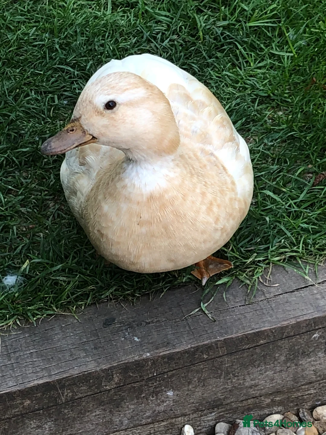 Ducks poultry for sale: Free Companion call duck female  - Advert 1
