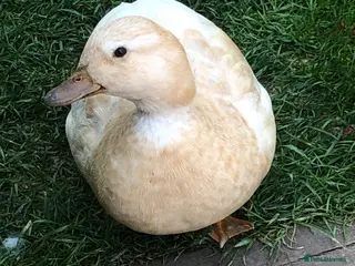 Ducks poultry Free Companion call duck female - Advert 12