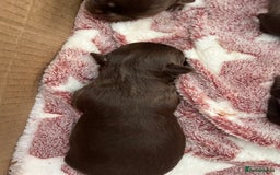 Chihuahua dogs for sale: Rare chocolate chihuahua puppies - Image 7