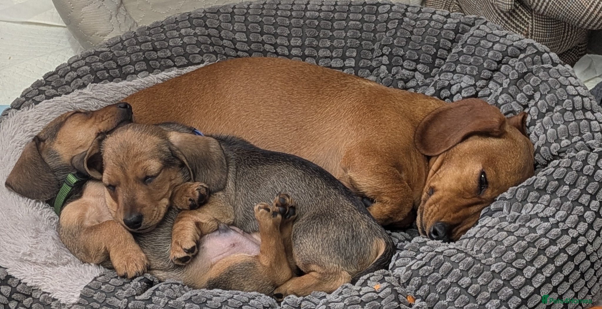 Miniature Dachshund dogs for sale: Mini Smooth Dachshund - Shaded Red Boy  x 2 - Advert 3
