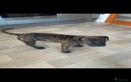 Mixed Breed dogs for sale: Staffy X old tyme bulldog  - Image 2