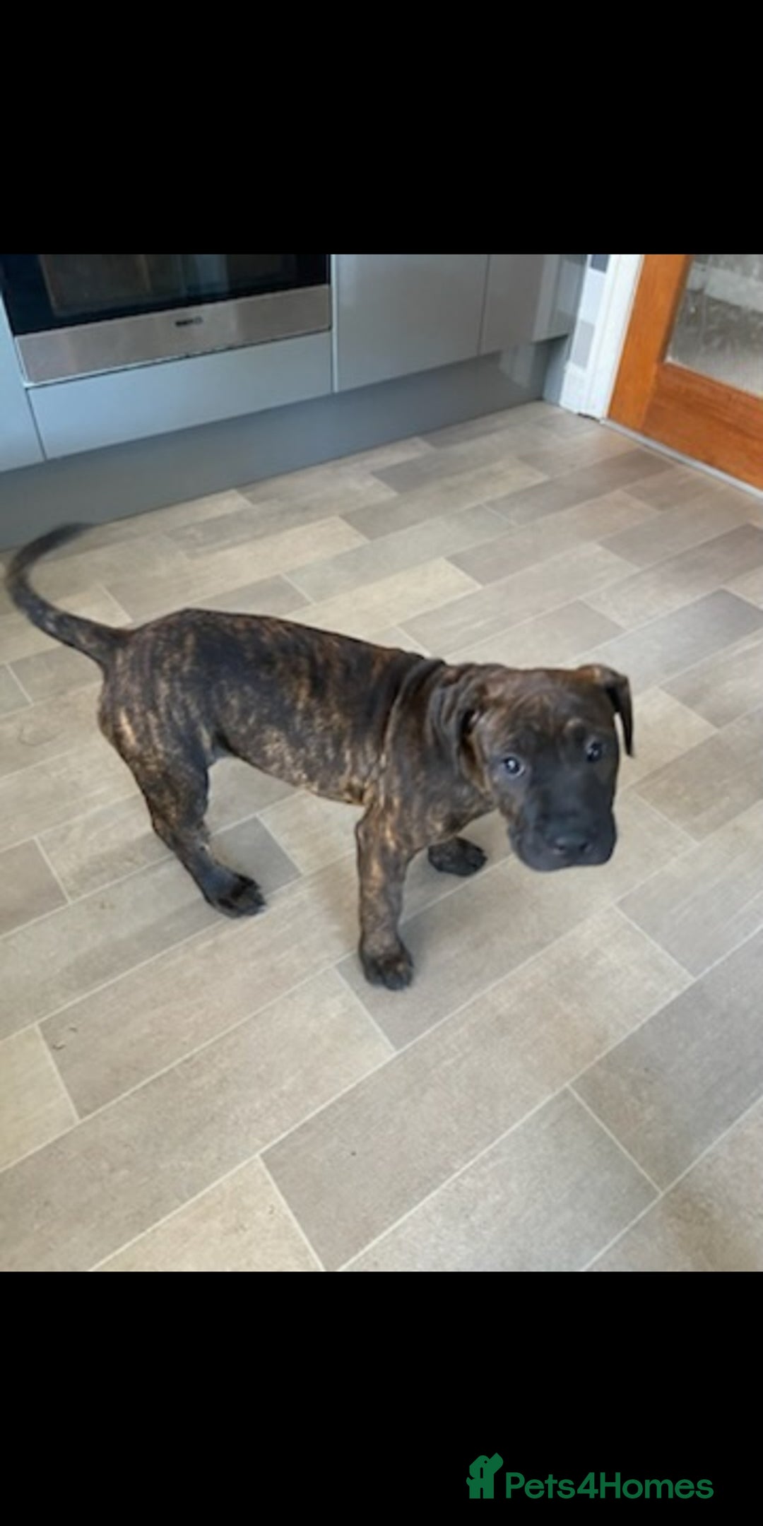 Mixed Breed dogs for sale: Staffy X old tyme bulldog  - Image 2