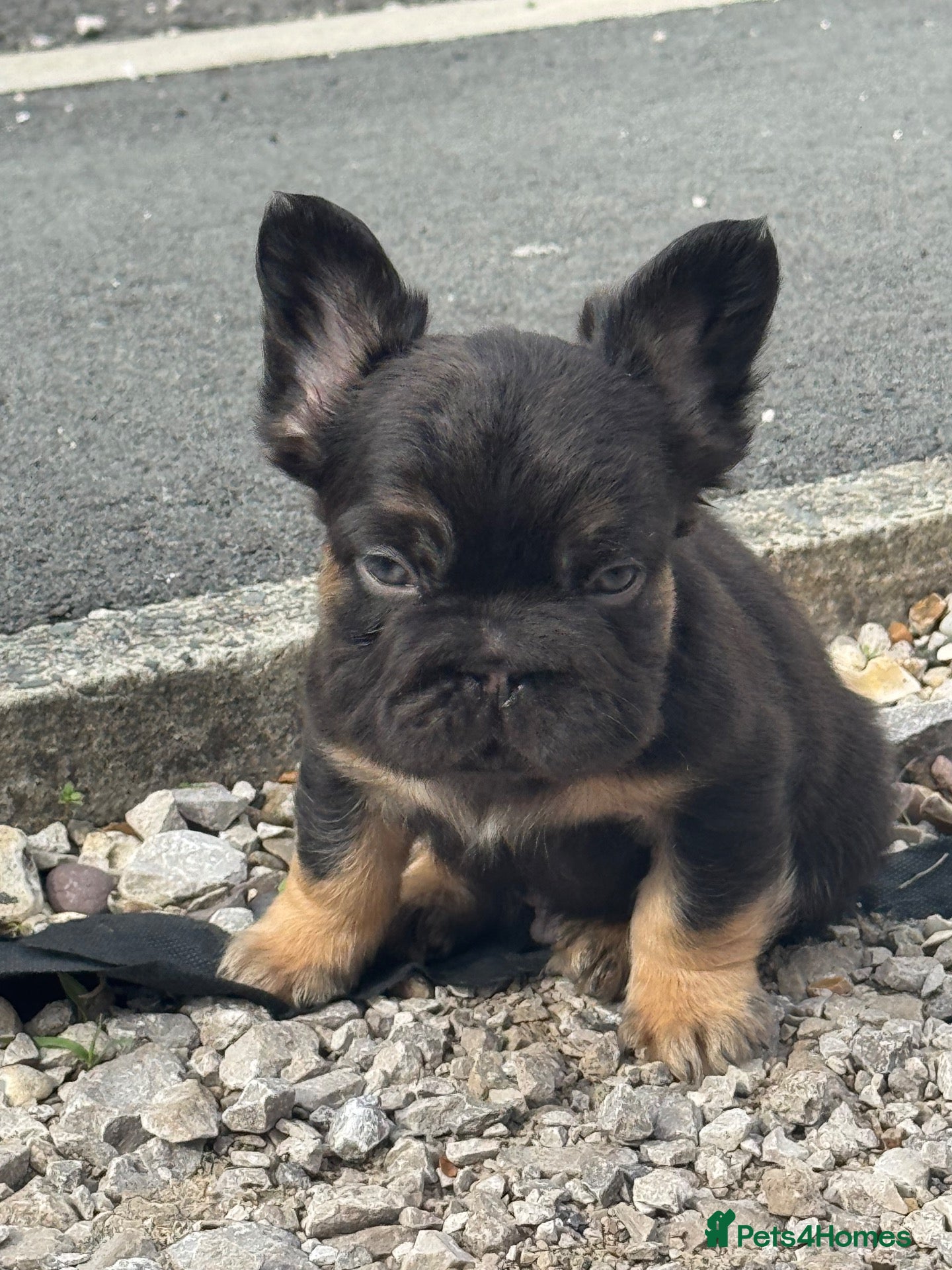 French Bulldog dogs Unique French bulldog pups READY - Advert 1