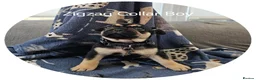 Frug dogs for sale: Fun-loving Frug pups seeking their forever family! - Advert 10