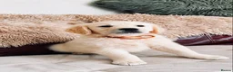 Golden Retriever dogs for sale: Exceptional Golden Retriever Puppies 🐾 - Advert 35