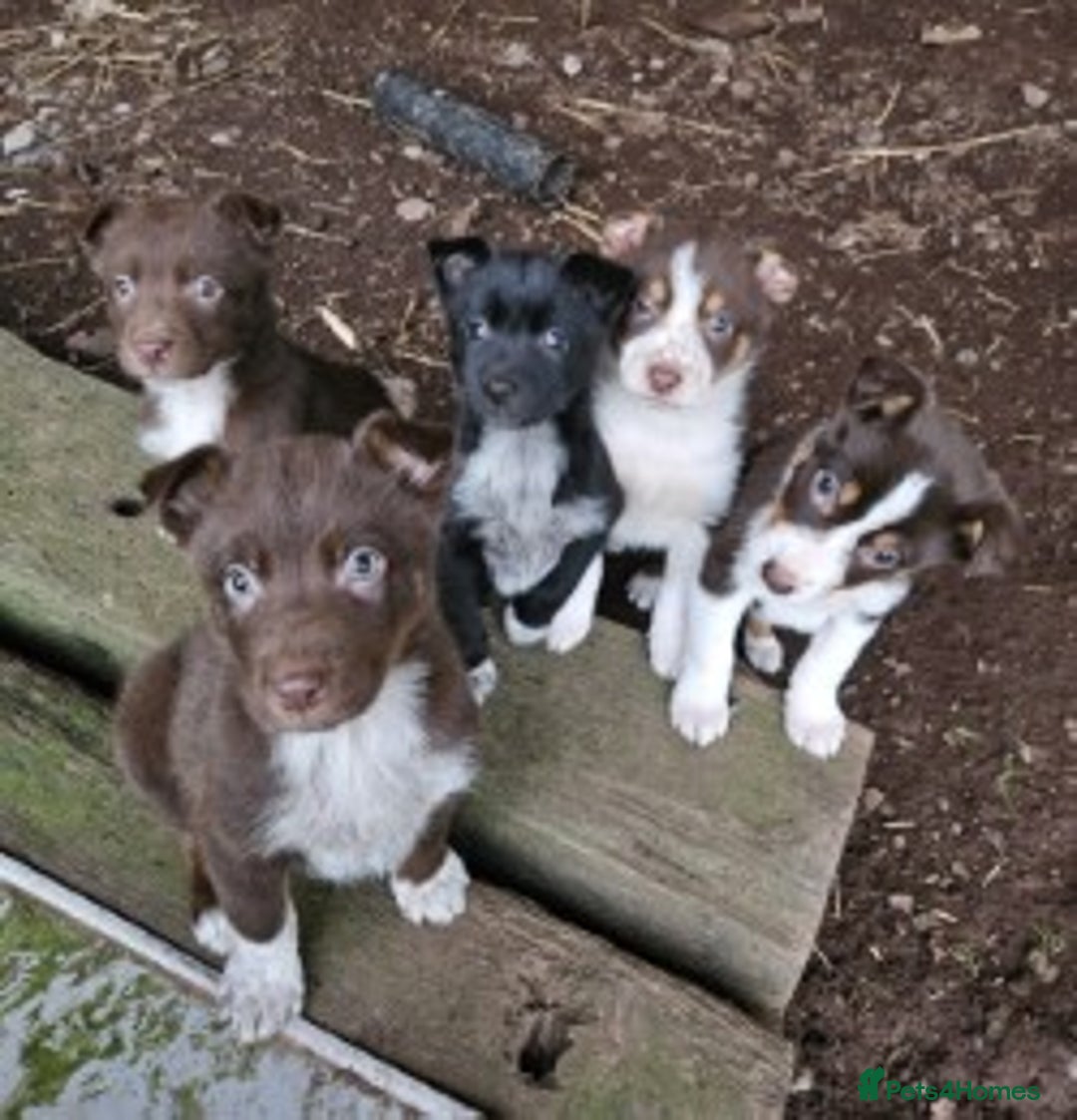 Mixed Breed dogs for sale: brown collie puppies (1 black) - Advert 19