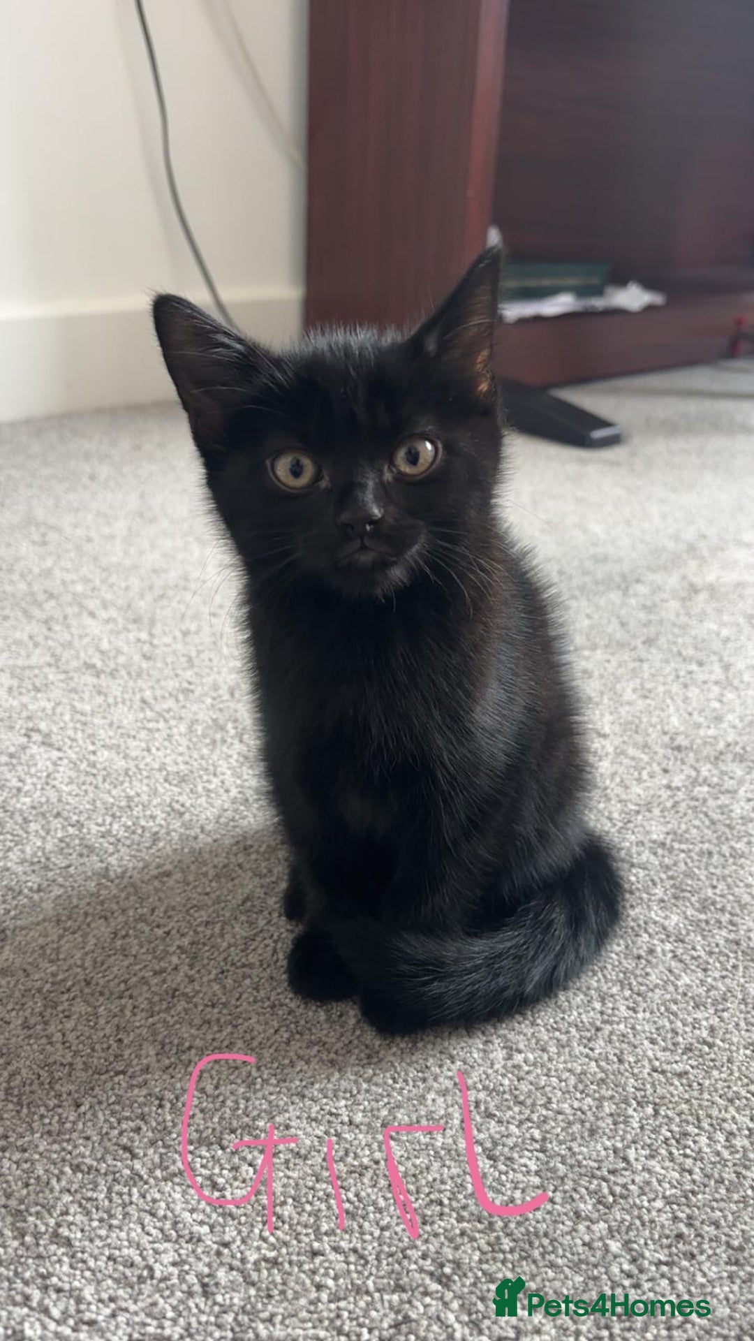 Domestic Shorthair cats for sale: Beautiful Black Kittens Ready for Loving Homes 🐾 - Image 5