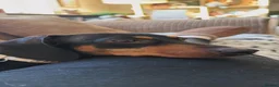 Miniature Dachshund dogs for stud: Miniature Dachshund for Breeding – Winnie 🐾 - Advert 4