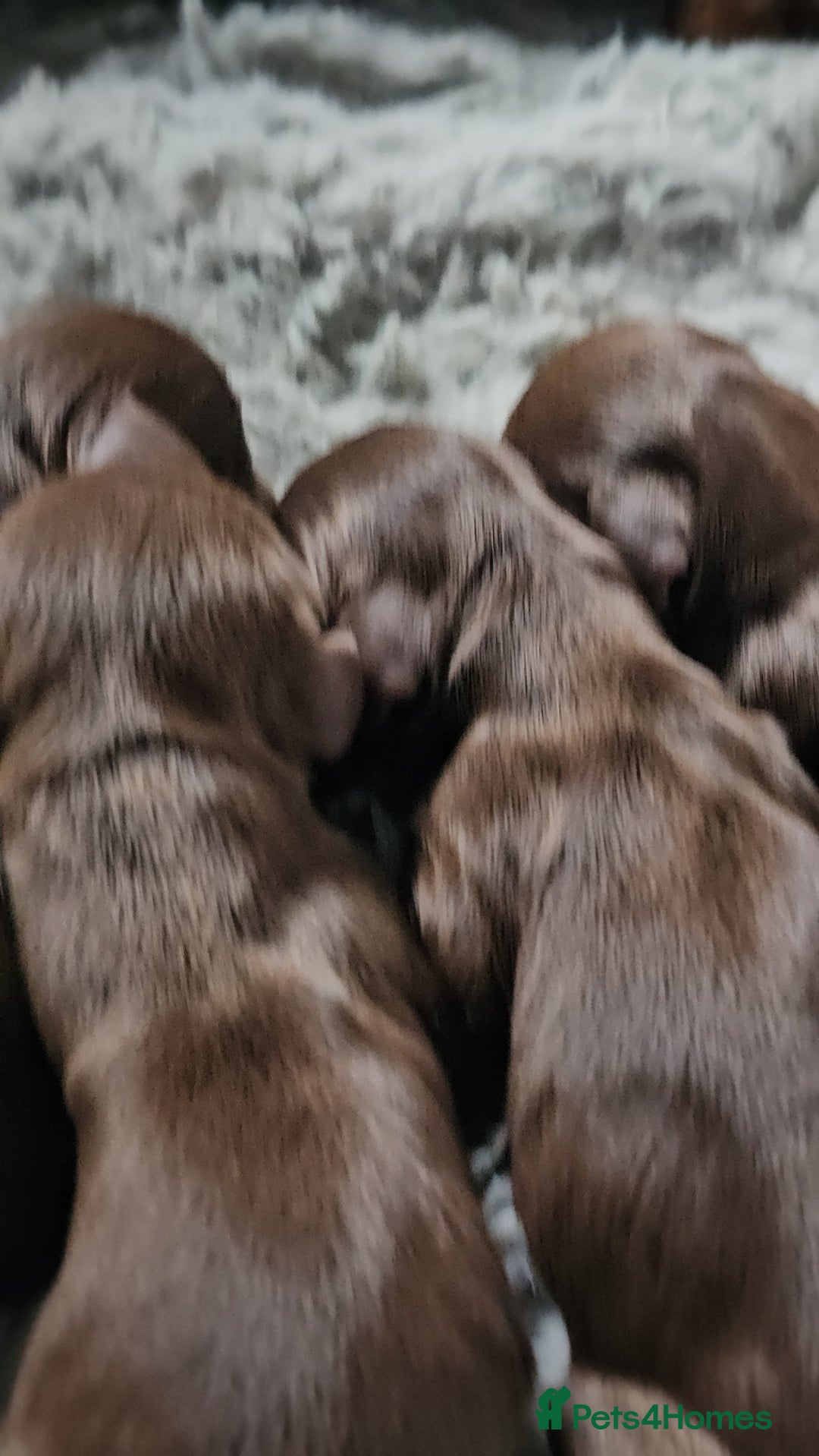 Miniature Dachshund dogs for sale: long and shorthaired chocolate. Both parents KCd - Image 13