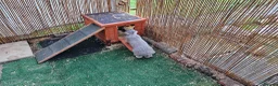 Mini Lop rabbits for sale: Bonded Female Rabbits Large Outdoor Home Essential in Leighton Buzzard - Advert 6
