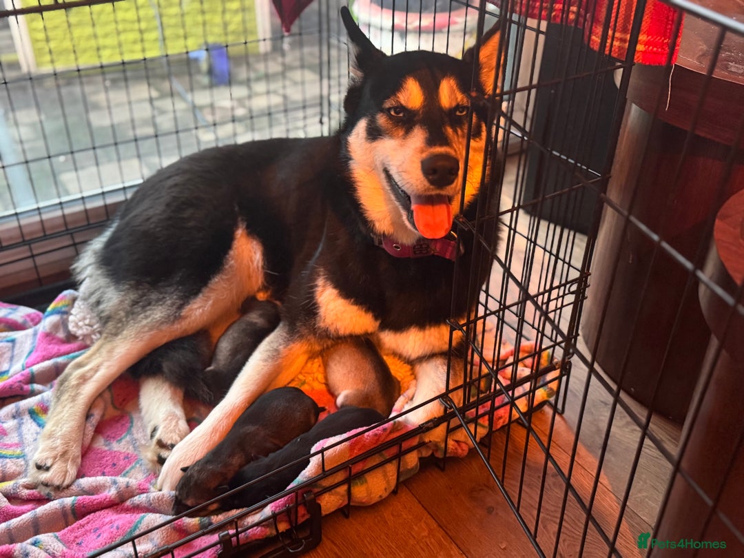 Siberian Husky dogs for sale: Siberian Husky puppies 3 girls 1 boy - Advert 3