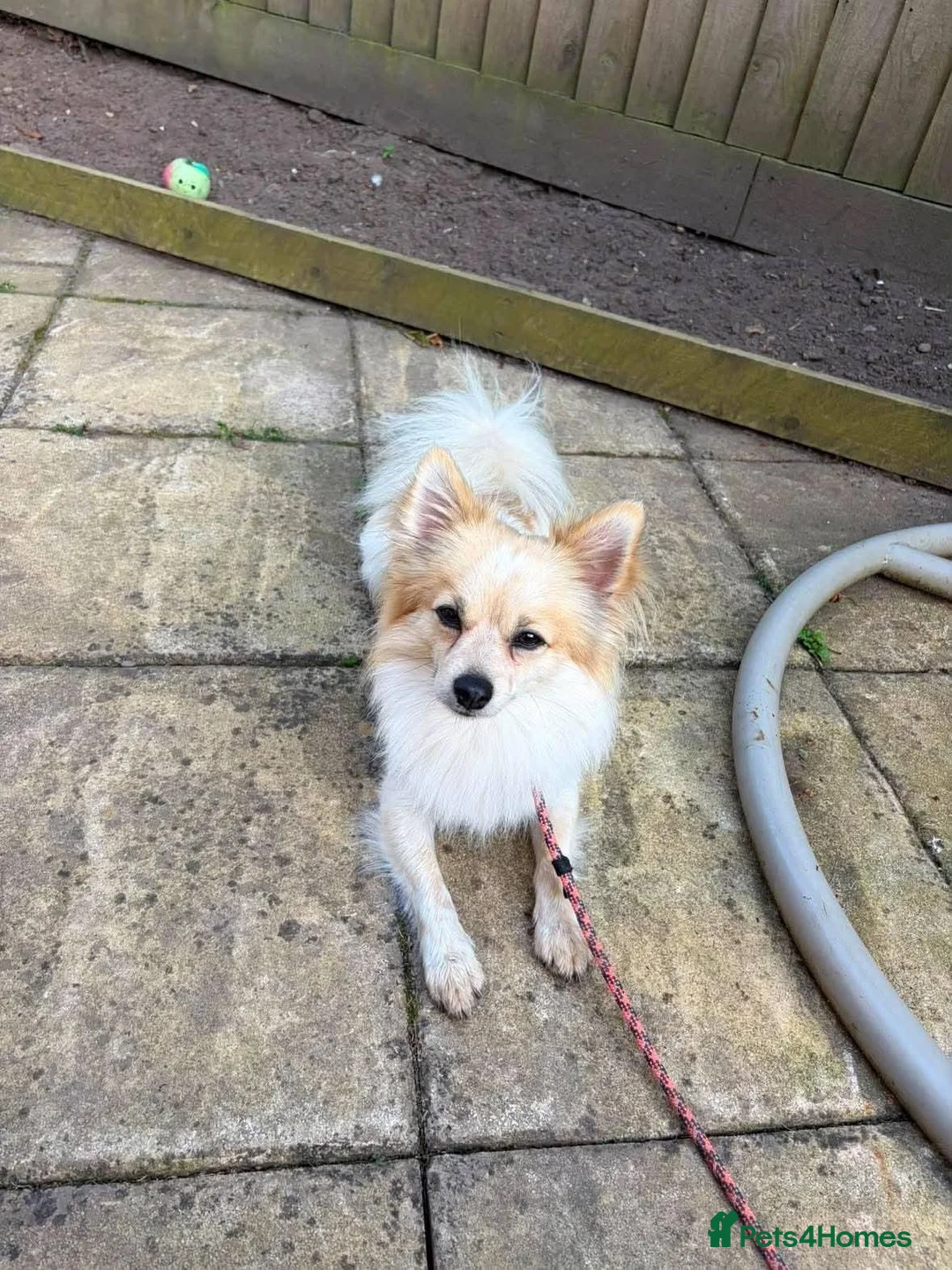 Mixed Breed dogs for adoption: Meet Ronnie, currently residing in Macclesfield  in Macclesfield - Advert 4