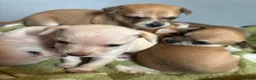 Chihuahua dogs for sale:  5 Adorable Chihuahua Puppies 🐾 - Advert 18