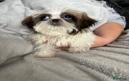 Shih Tzu dogs for sale: Shih Tzu One BOY left   - Image 6