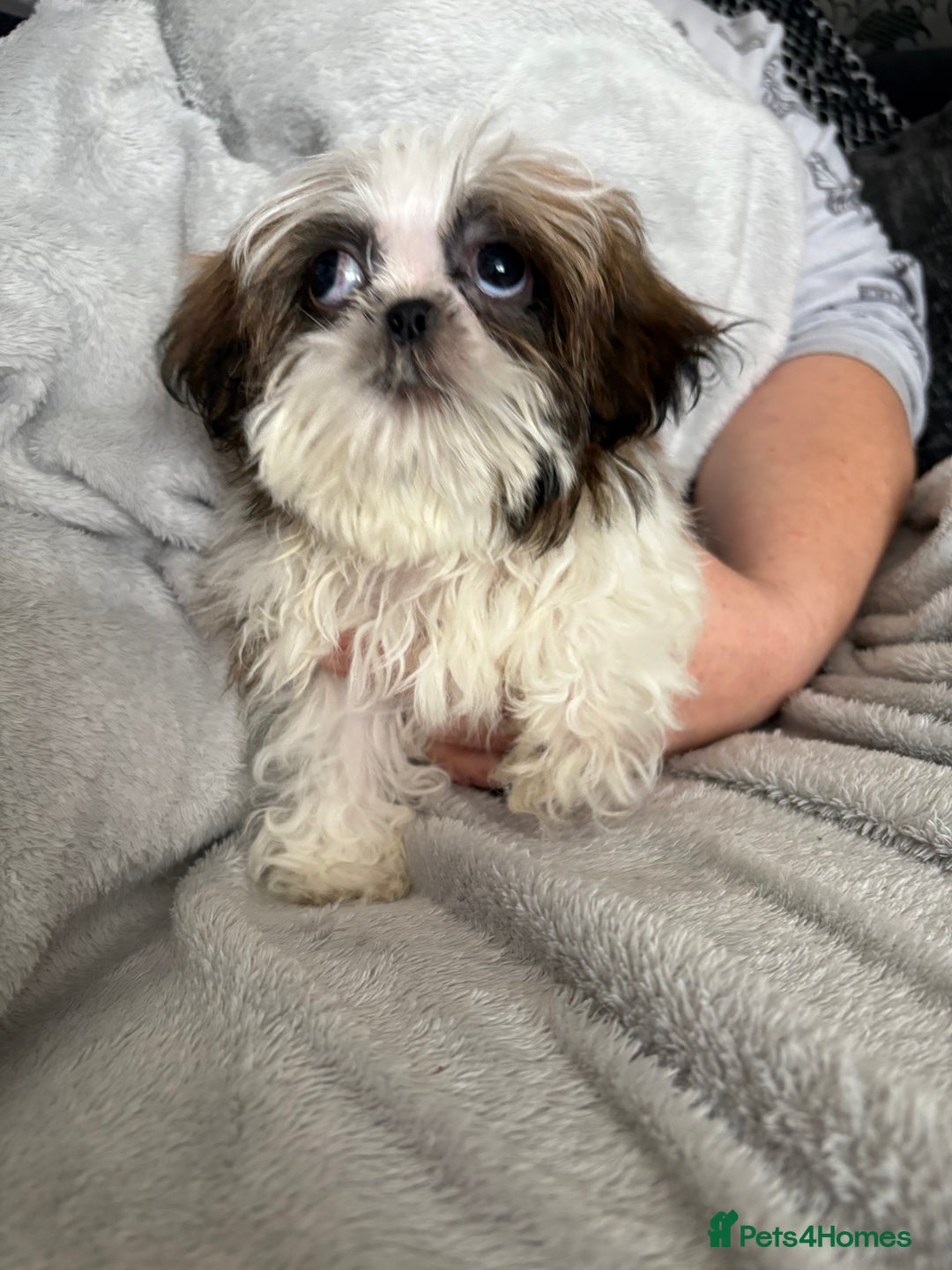 Shih Tzu dogs for sale: Shih Tzu One BOY left   - Image 6