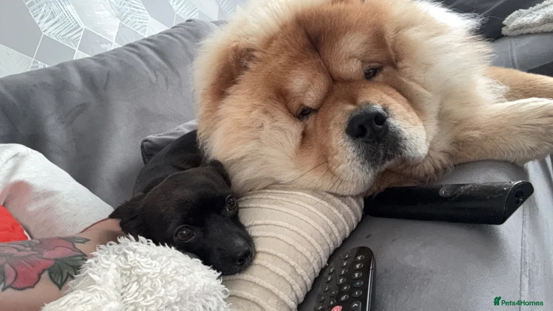 Chow Chow dogs for stud: Male chowchow for stud.  in Dalkeith - Advert 4