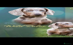 Miniature Dachshund dogs for stud: Kc reg miniature dachshunds for stud  - Image 11